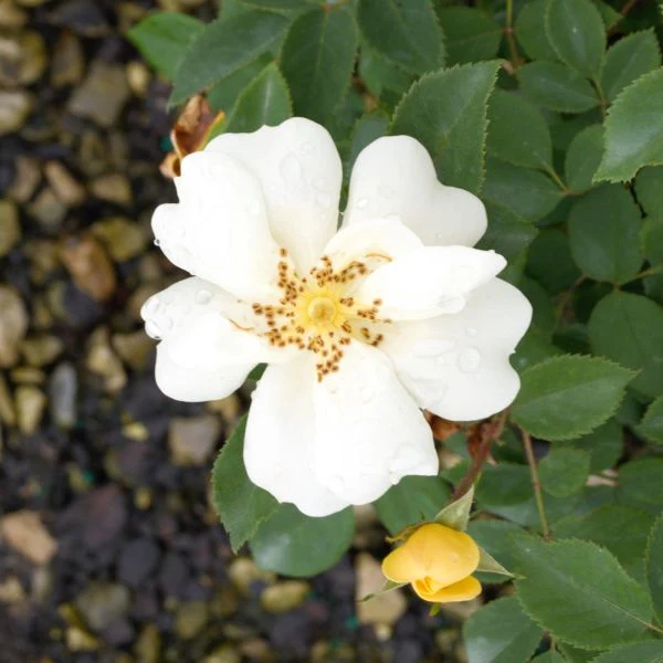 Sunny Shrub Rose (Rosa) - Quart Container