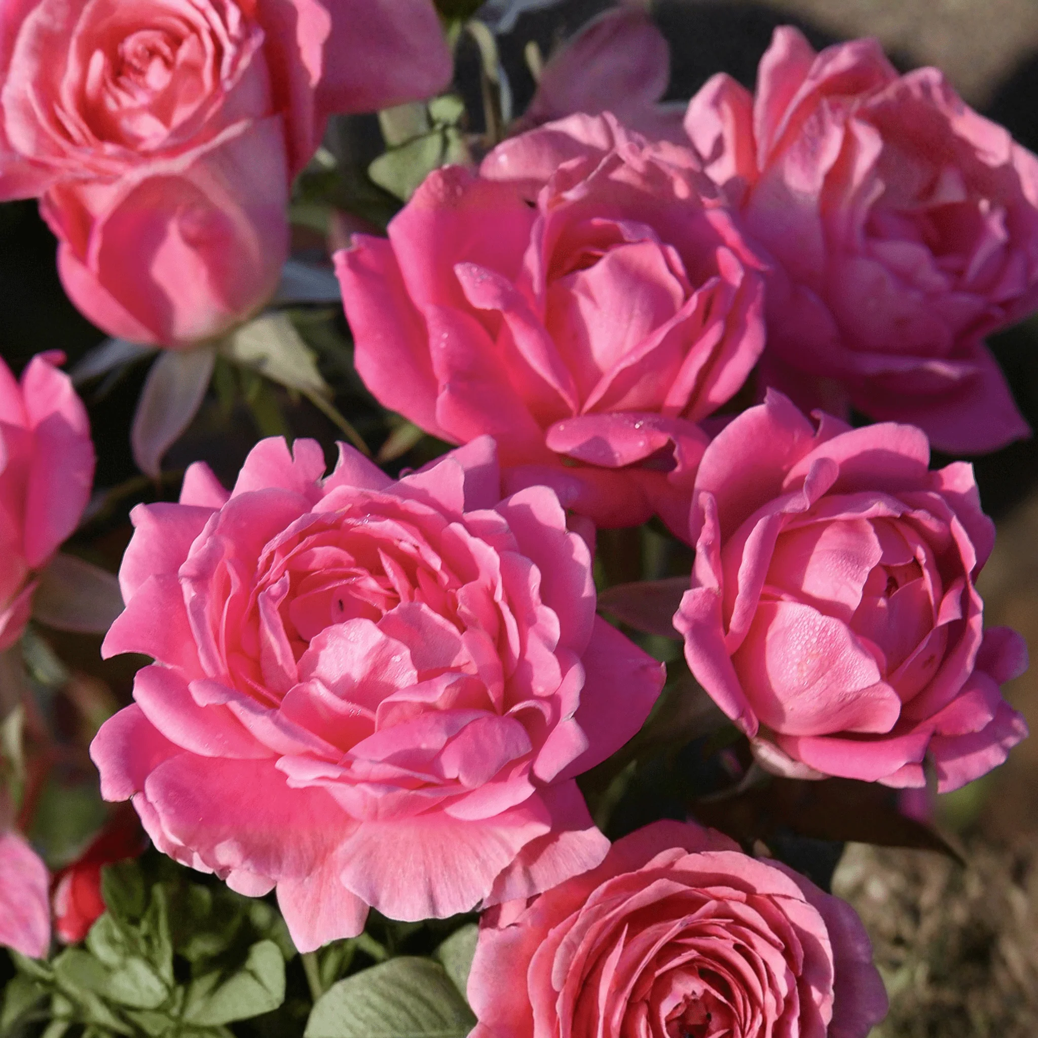 Pink Double Shrub Rose (Rosa) - Quart Container