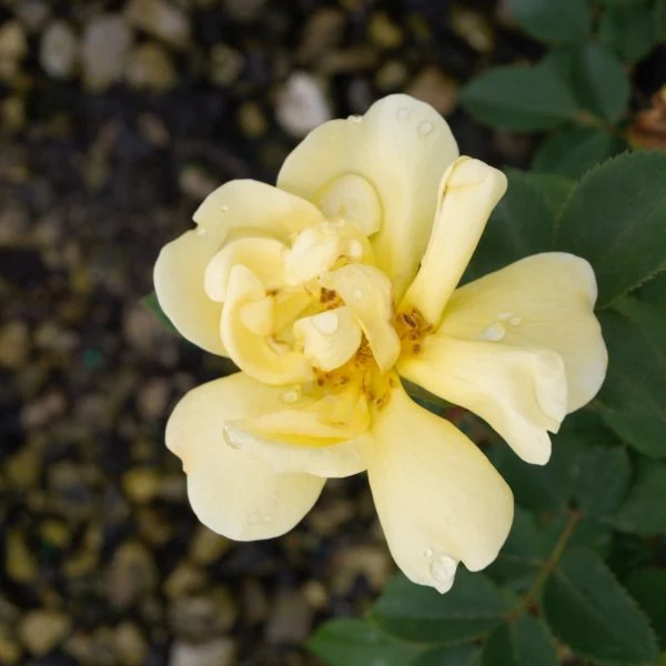 Sunny Shrub Rose (Rosa) - Quart Container
